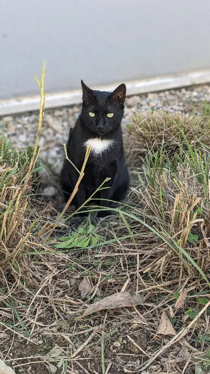 Chatte Perdue 69M Métropole de Lyon Lyon